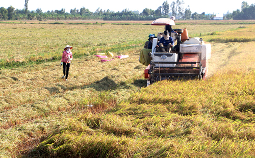 Nông dân mất tiền tỷ vì bán lúa sớm ảnh 1
